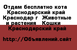 Отдам бесплатно кота - Краснодарский край, Краснодар г. Животные и растения » Кошки   . Краснодарский край